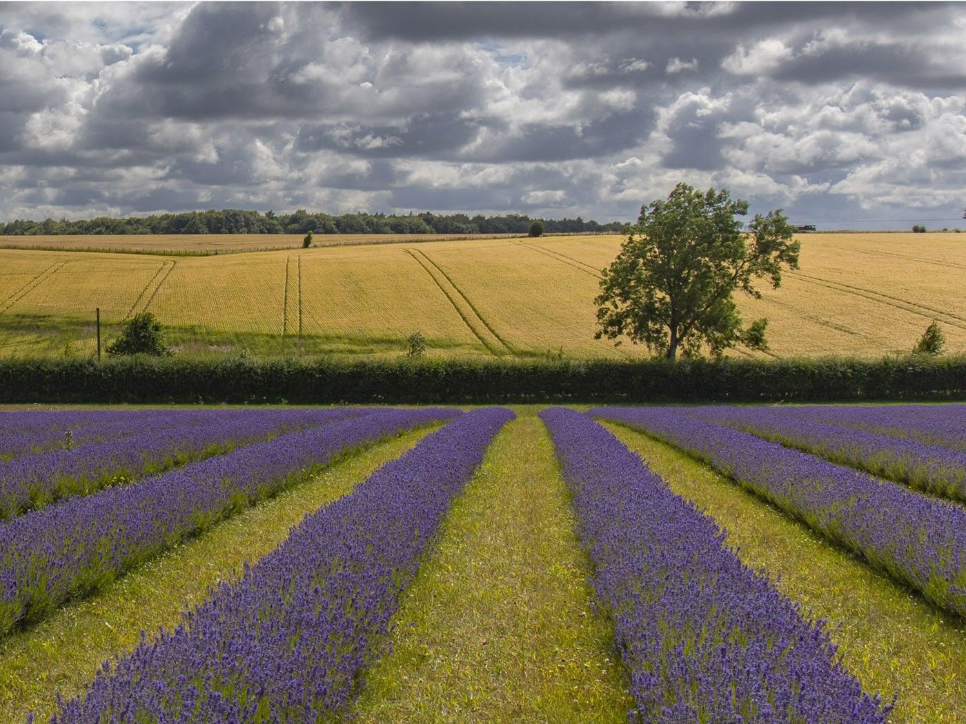007 LAVENDER FIELD