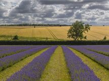 007 LAVENDER FIELD