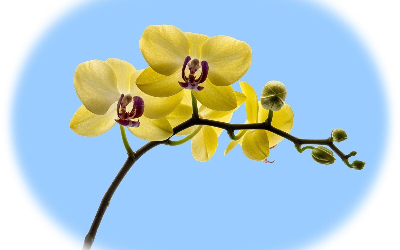 007 Moth Orchid