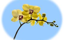 007 Moth Orchid