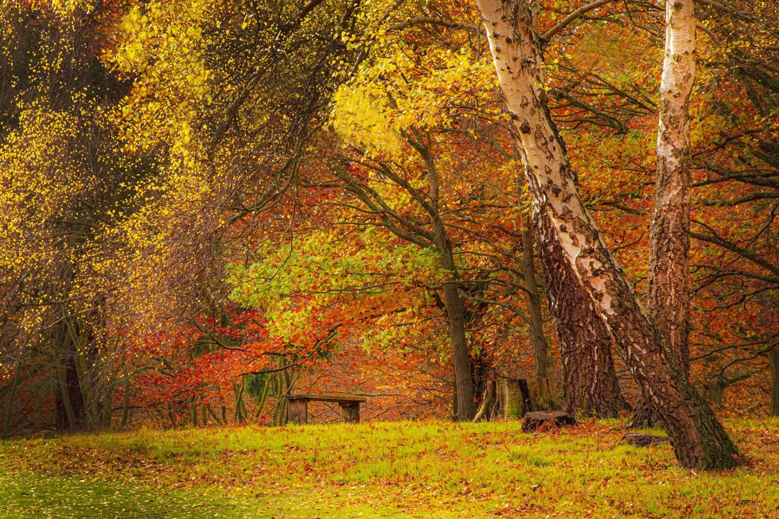 008 Leaning Birch