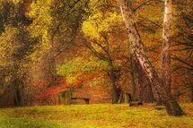 008 Leaning Birch