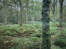 009 Textures of the Forest Floor