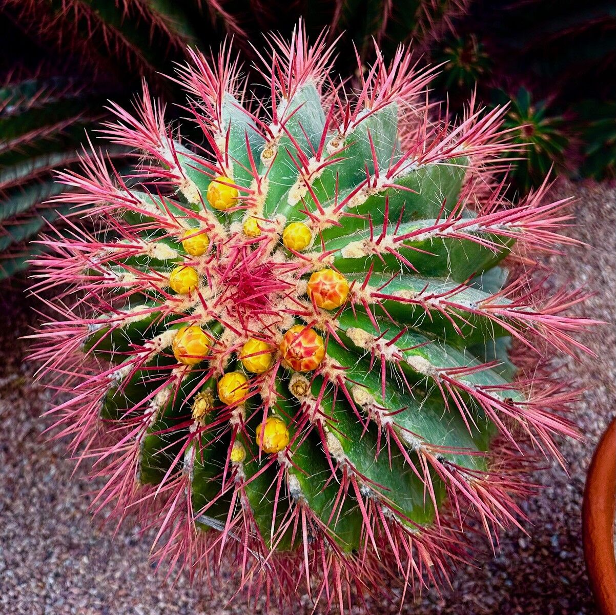 010 Beauty that hurts