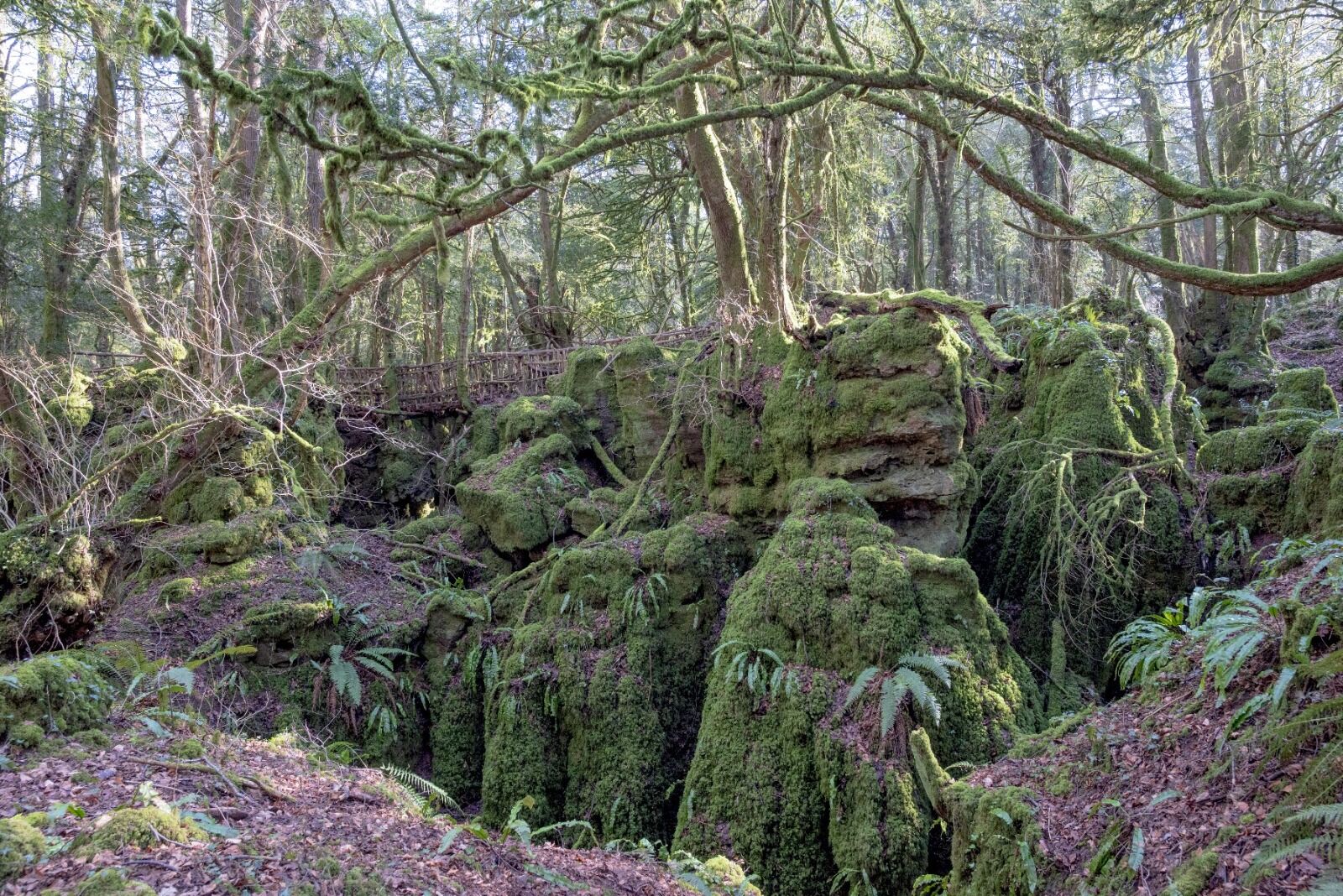 012 Forest Floor Scowles