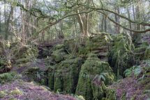 012 Forest Floor Scowles