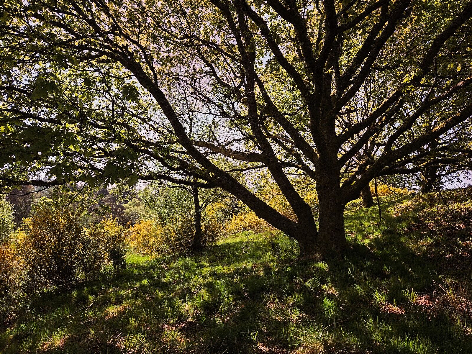 012 Milngavie Gorse and Trees