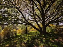 012 Milngavie Gorse and Trees