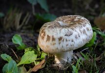 012 mushroom