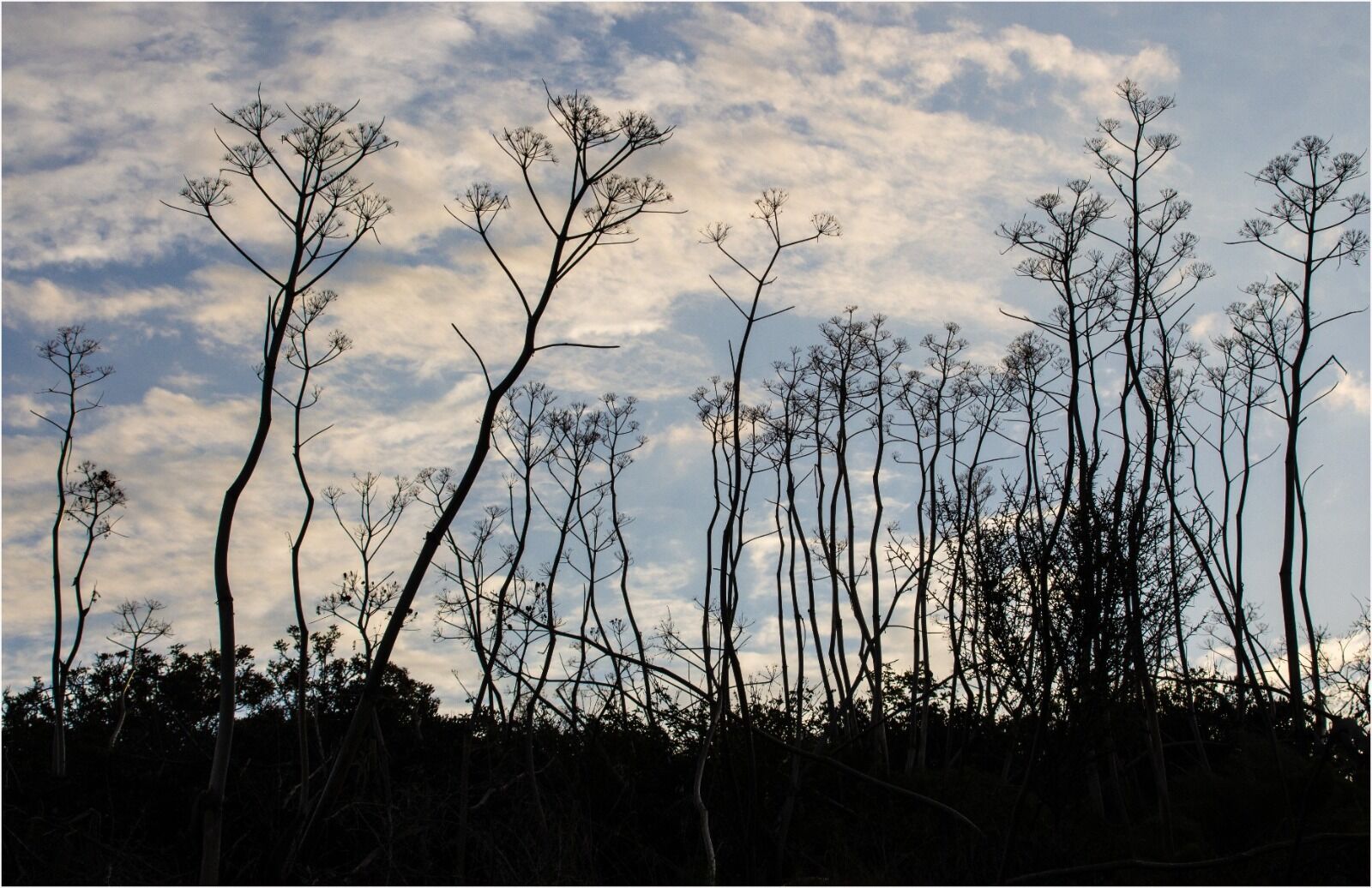 013 Last summer's skeletons