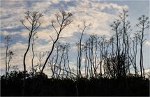 013 Last summer's skeletons