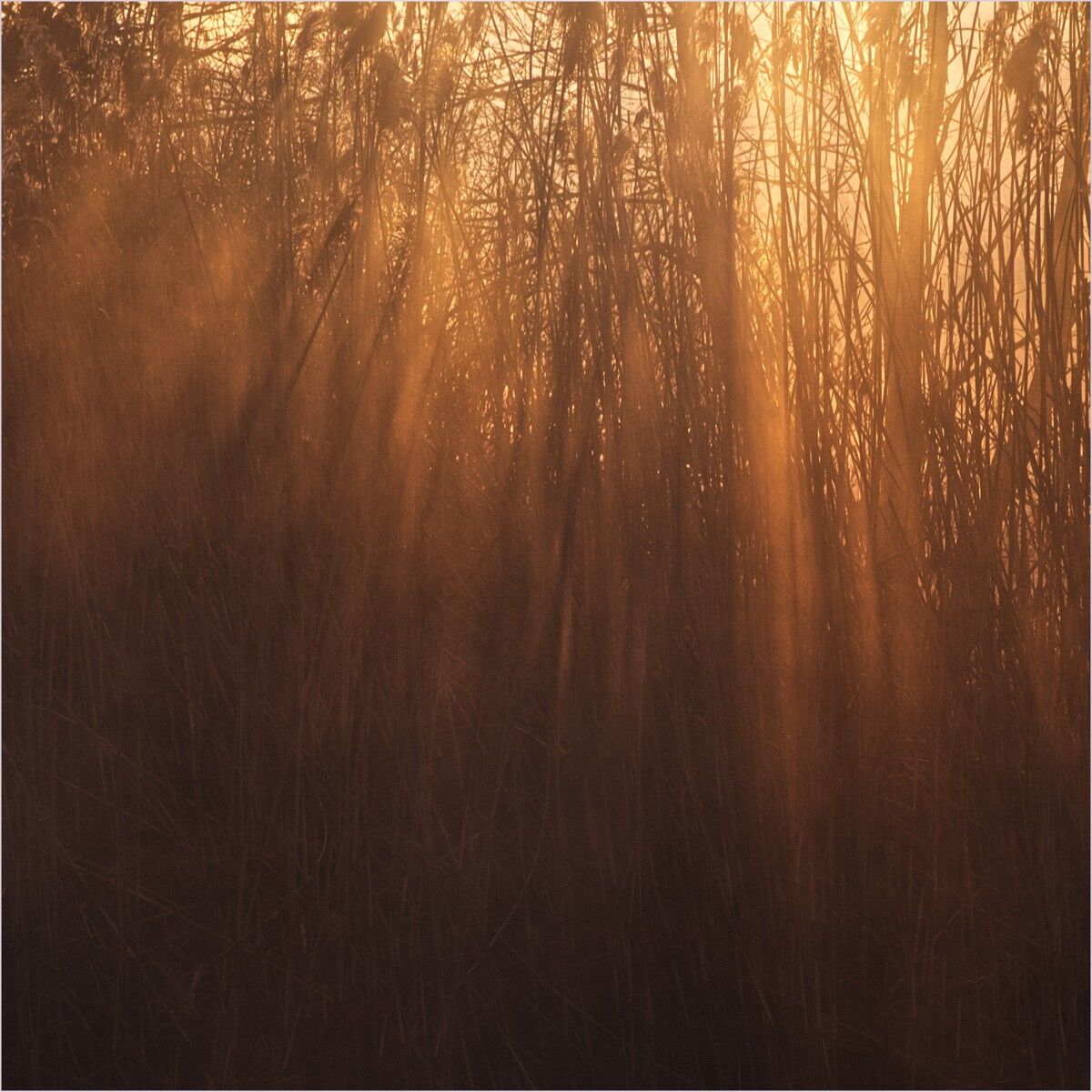014 Misty Reeds