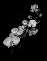 014 Phalaenopsis