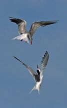 017 Terns