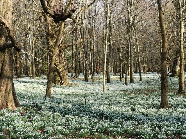 018 Snowdrop Wood