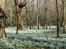 018 Snowdrop Wood
