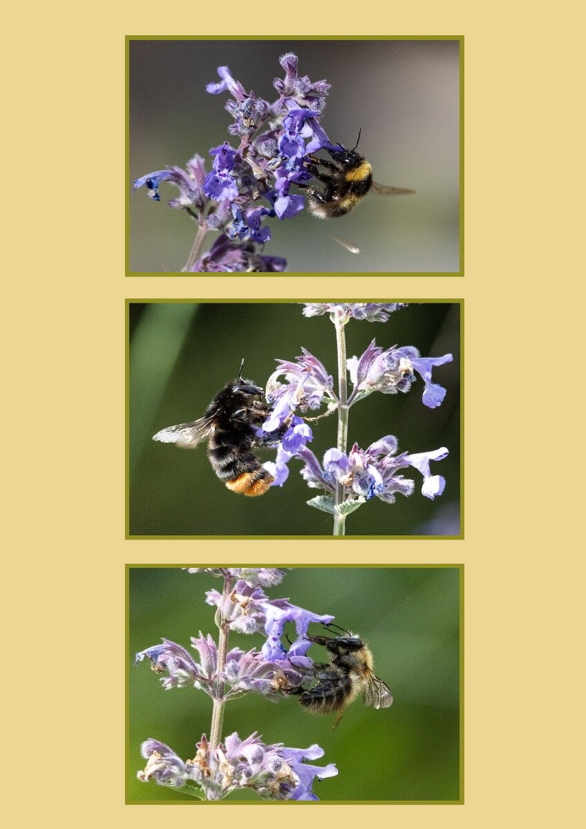 019 Three Different Bees