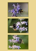 019 Three Different Bees