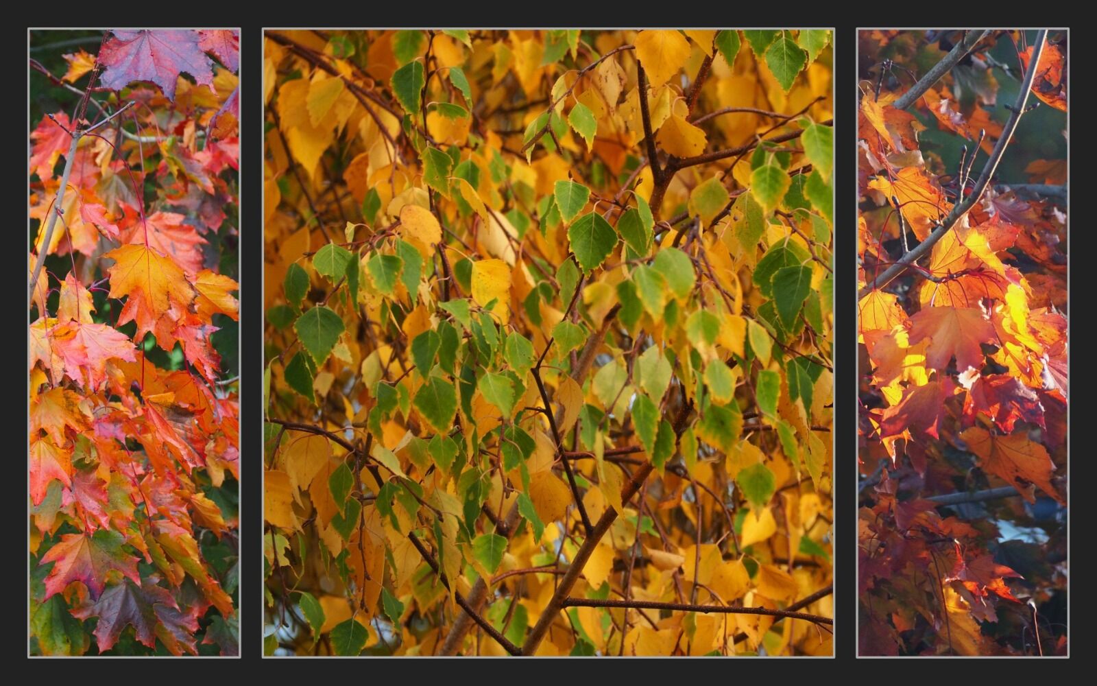 020 Autumn In My Garden