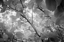 020 Spring Light