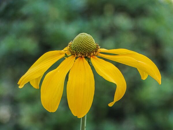 020 rudbeckia