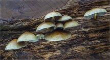 022 Sulphur Tuft Fungi