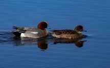 022 Wigeon
