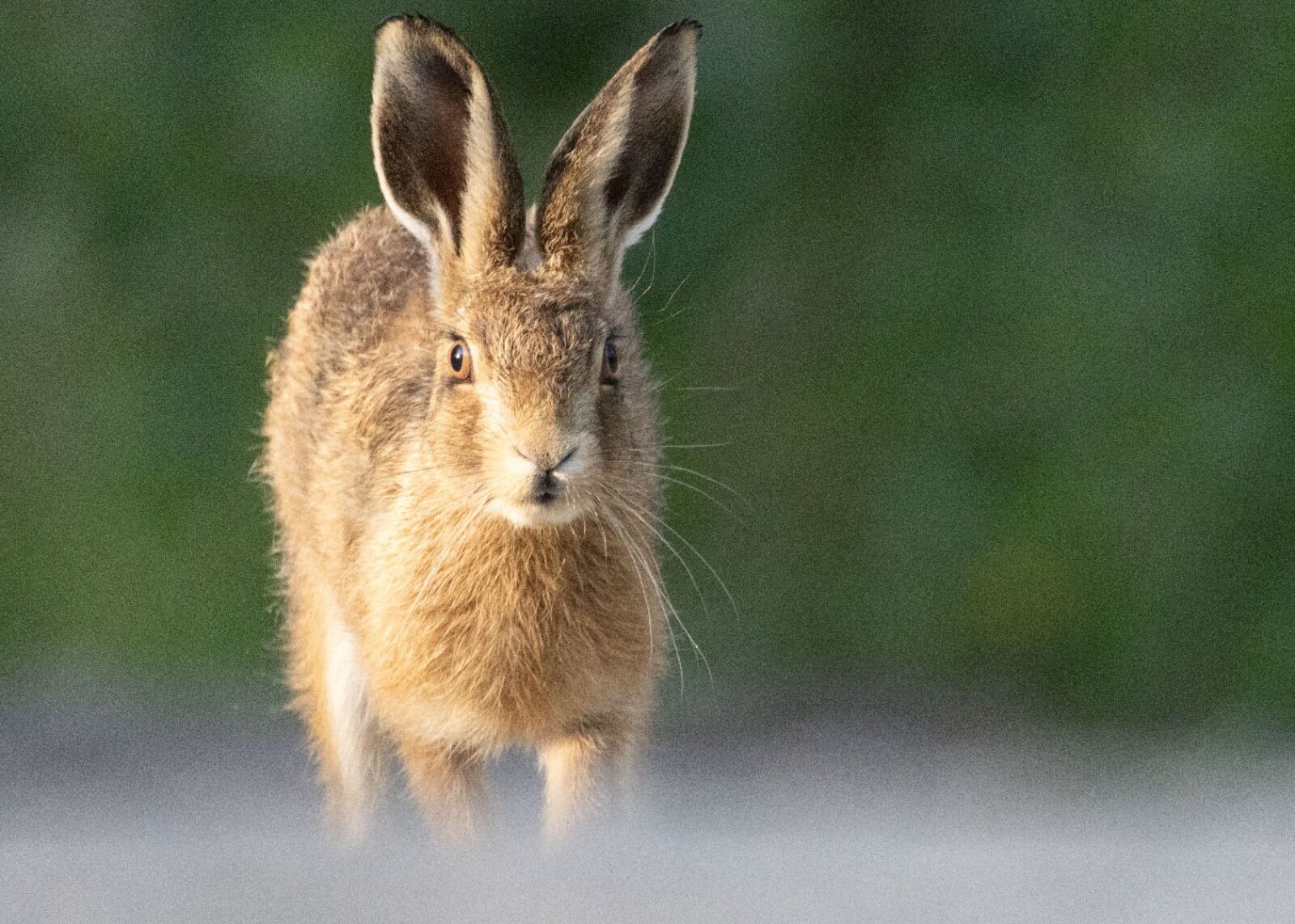 023 Brown Hare Approaching