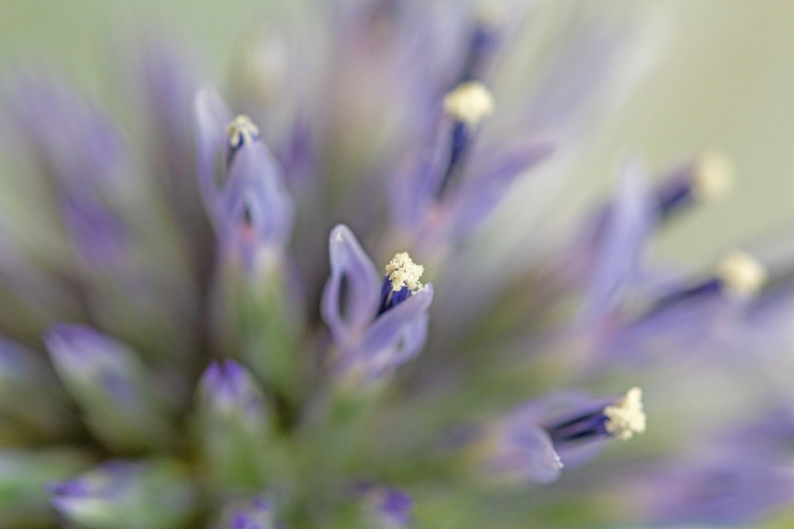 023 echinops