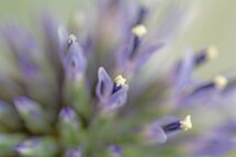 023 echinops