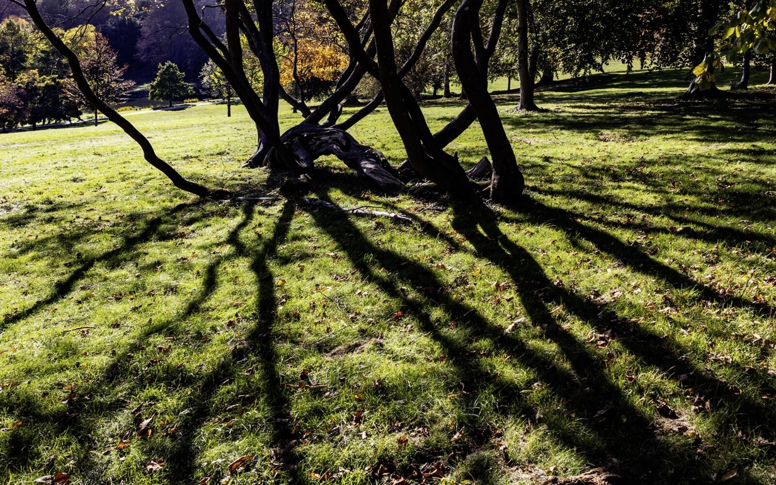 025 Branching Out