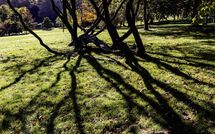 025 Branching Out