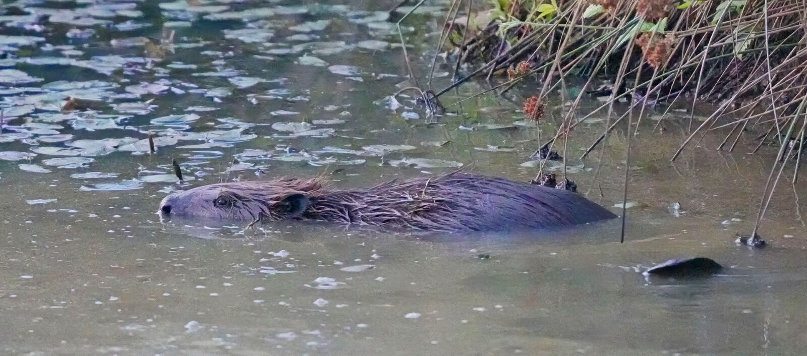 030 Devon Beaver