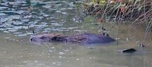 030 Devon Beaver
