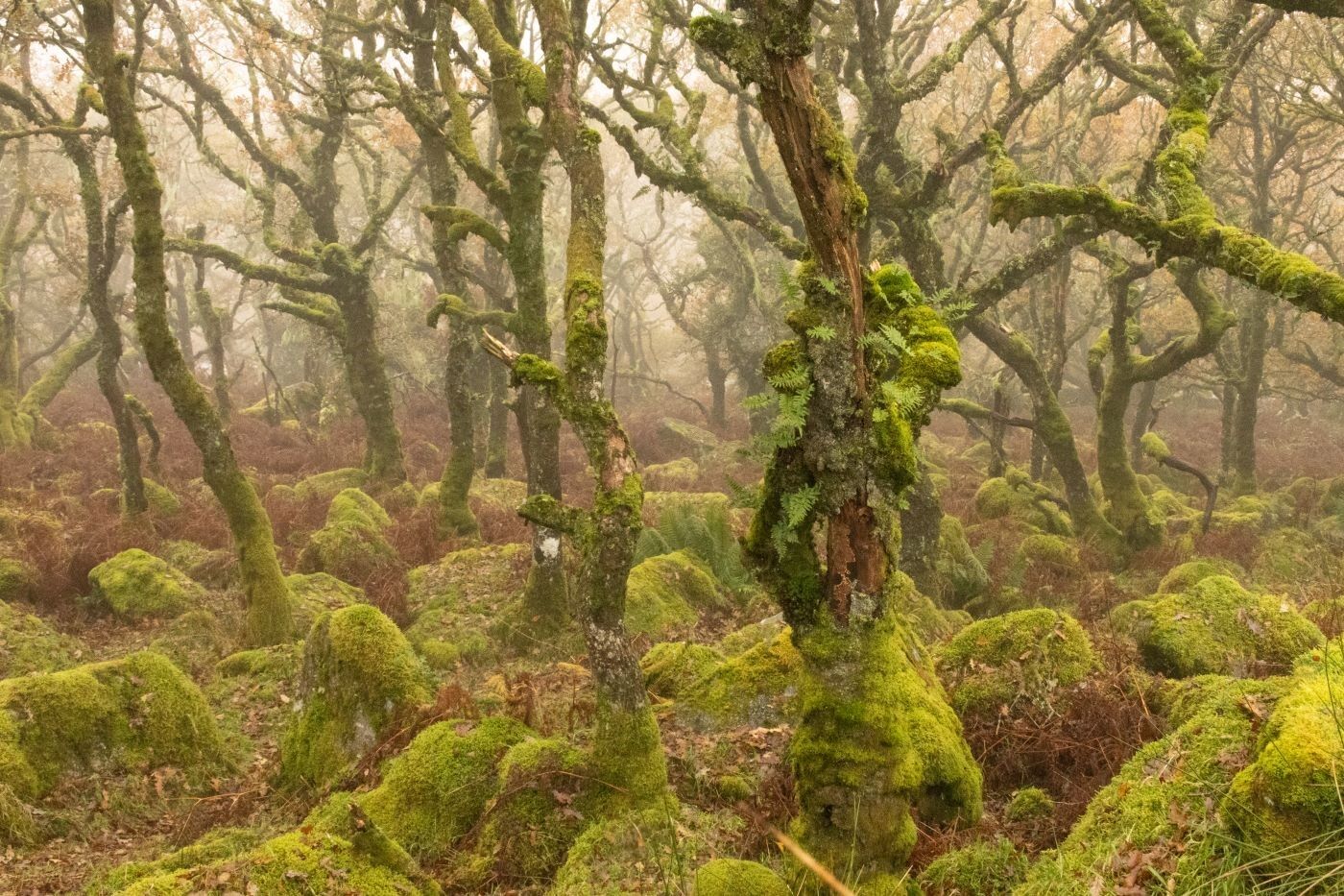 030 Wistmans Wood
