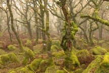 030 Wistmans Wood