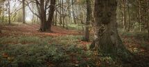 031 Wytham Woods