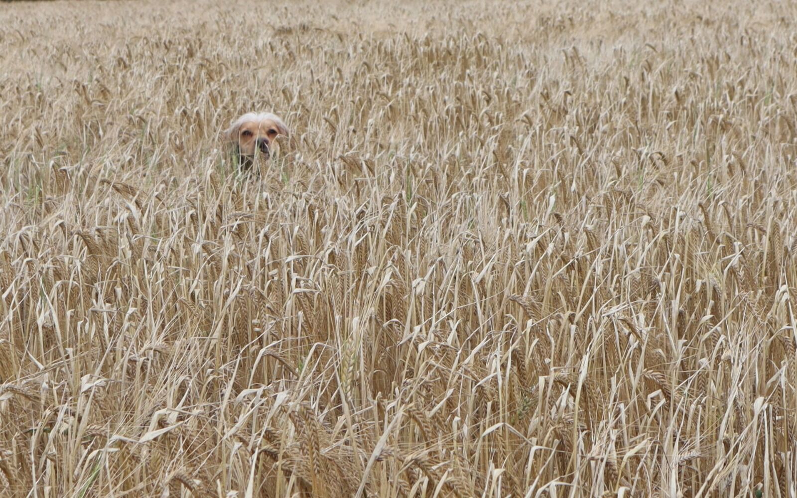 032 Cocker in the Crops