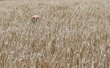 032 Cocker in the Crops