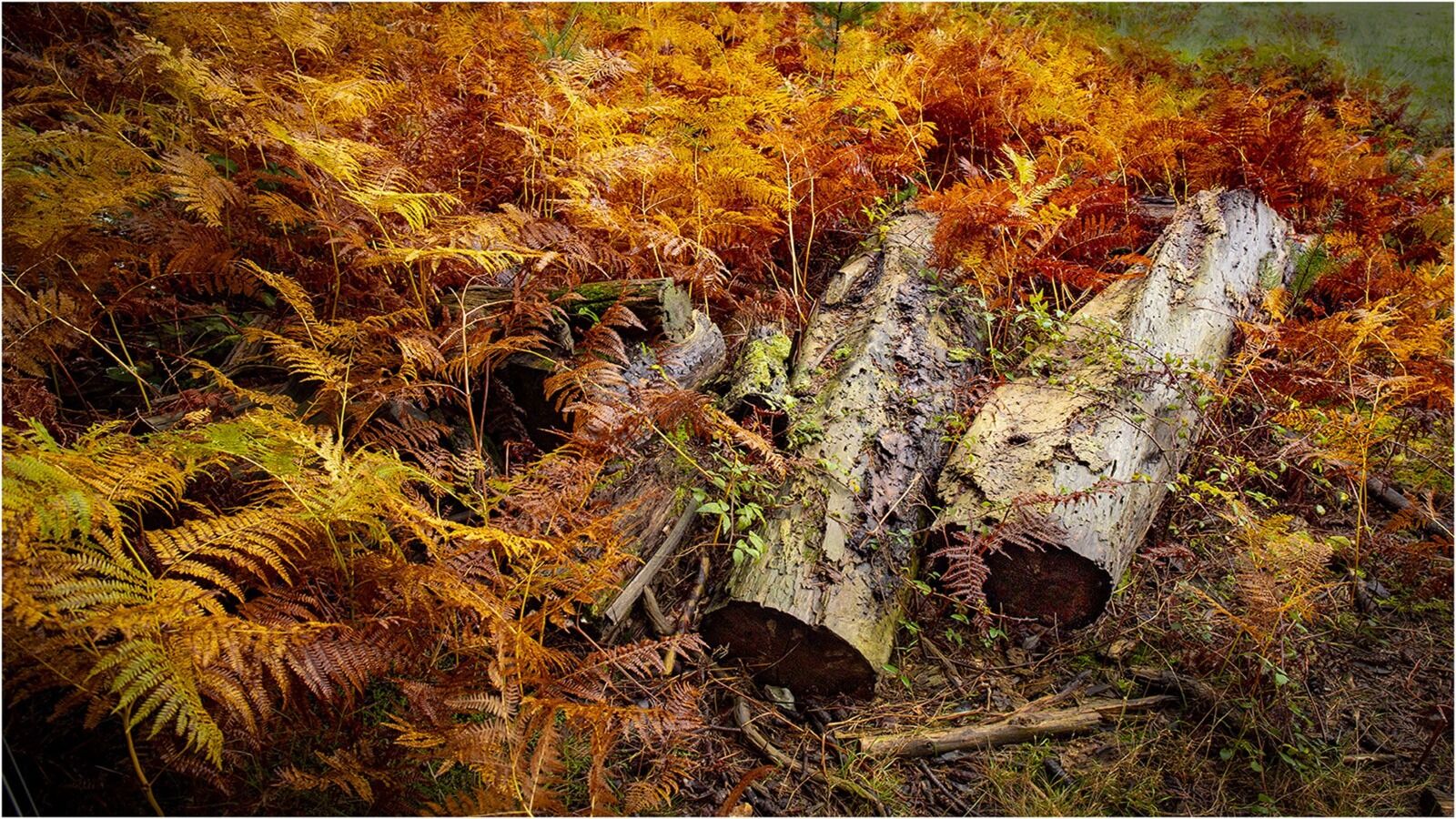 036 Bracken