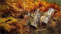 036 Bracken