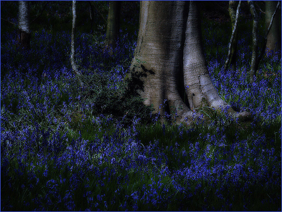 1. Bluebell Wood at Night