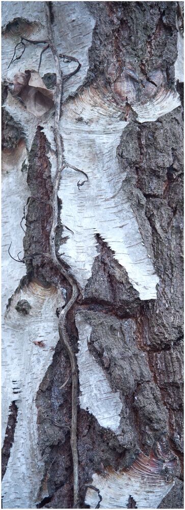 10. Silver Birch