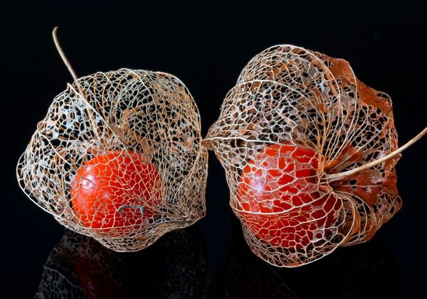 10 - Physalis