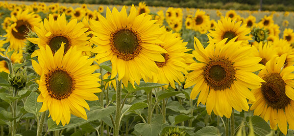 11 - Sunflowers