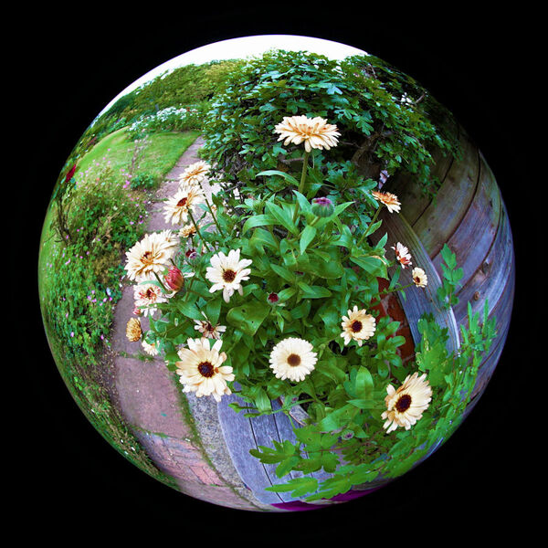 12. Pot Marigold