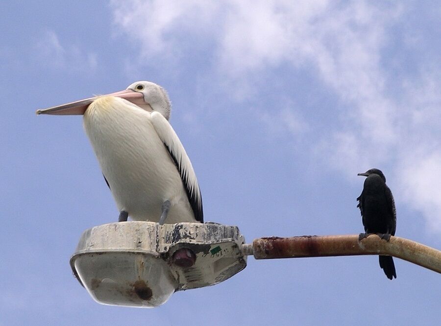 12. Two Birds