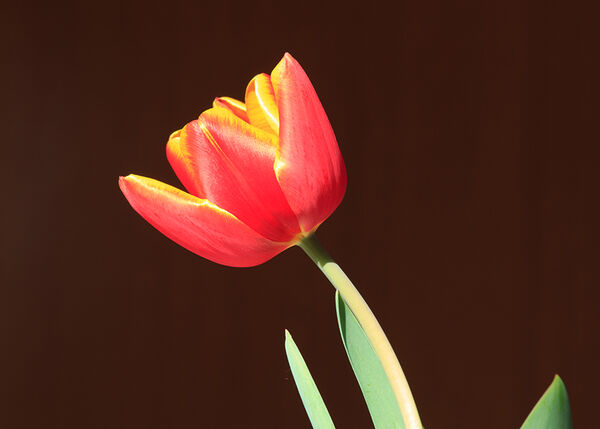 14. Tulip