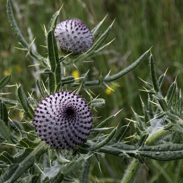 14 - Thistle