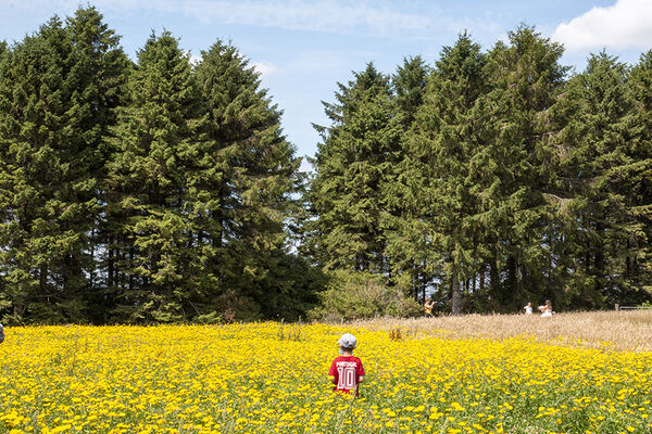15 - Walking in Fields of Gold